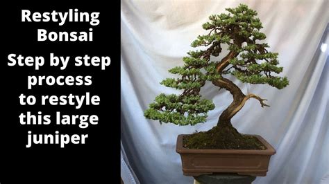 youtube bonsai|bonsai youtube videos.